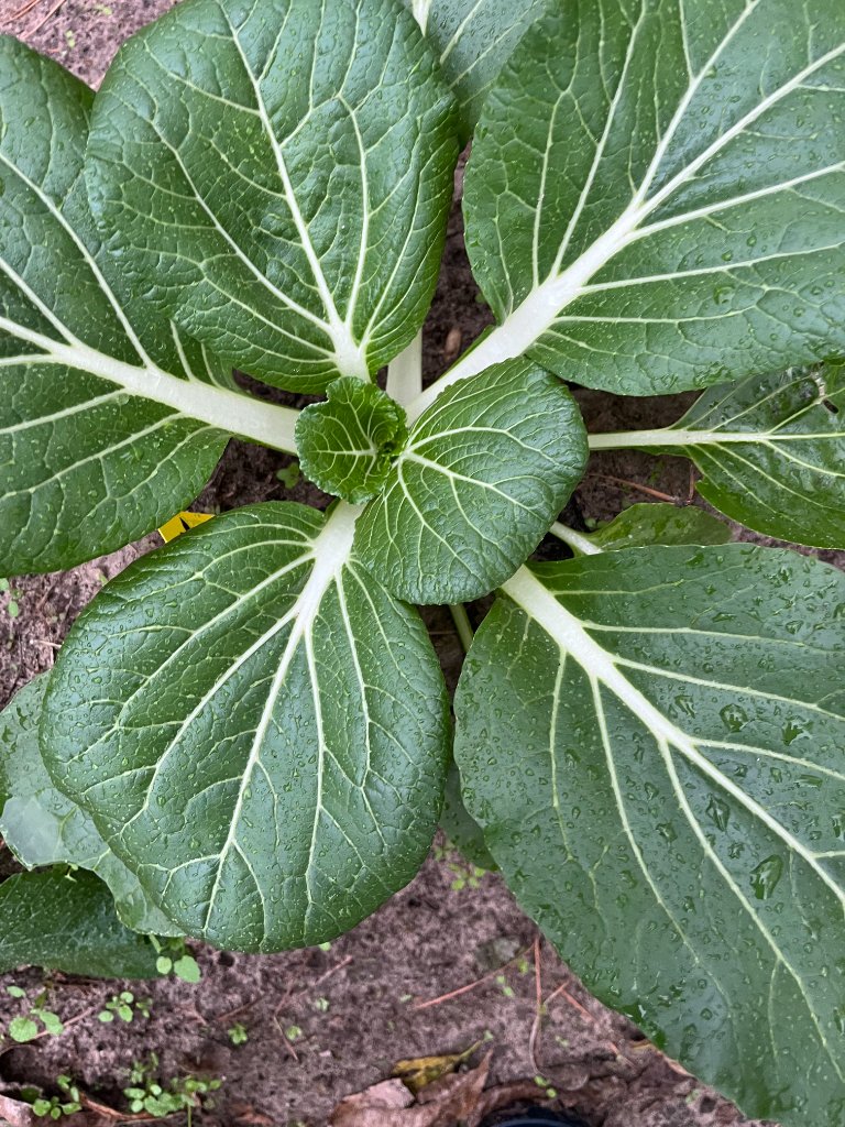 Bok choy in full bloom — farm-to-table starts here