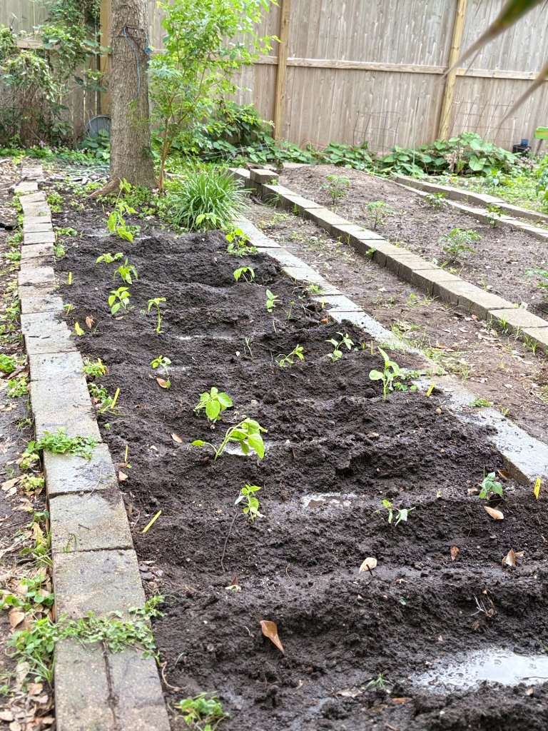 Fresh beds planted — new season, new growth