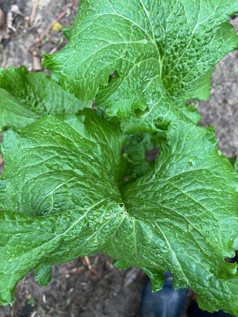 Mustard greens after rain — soil to soul